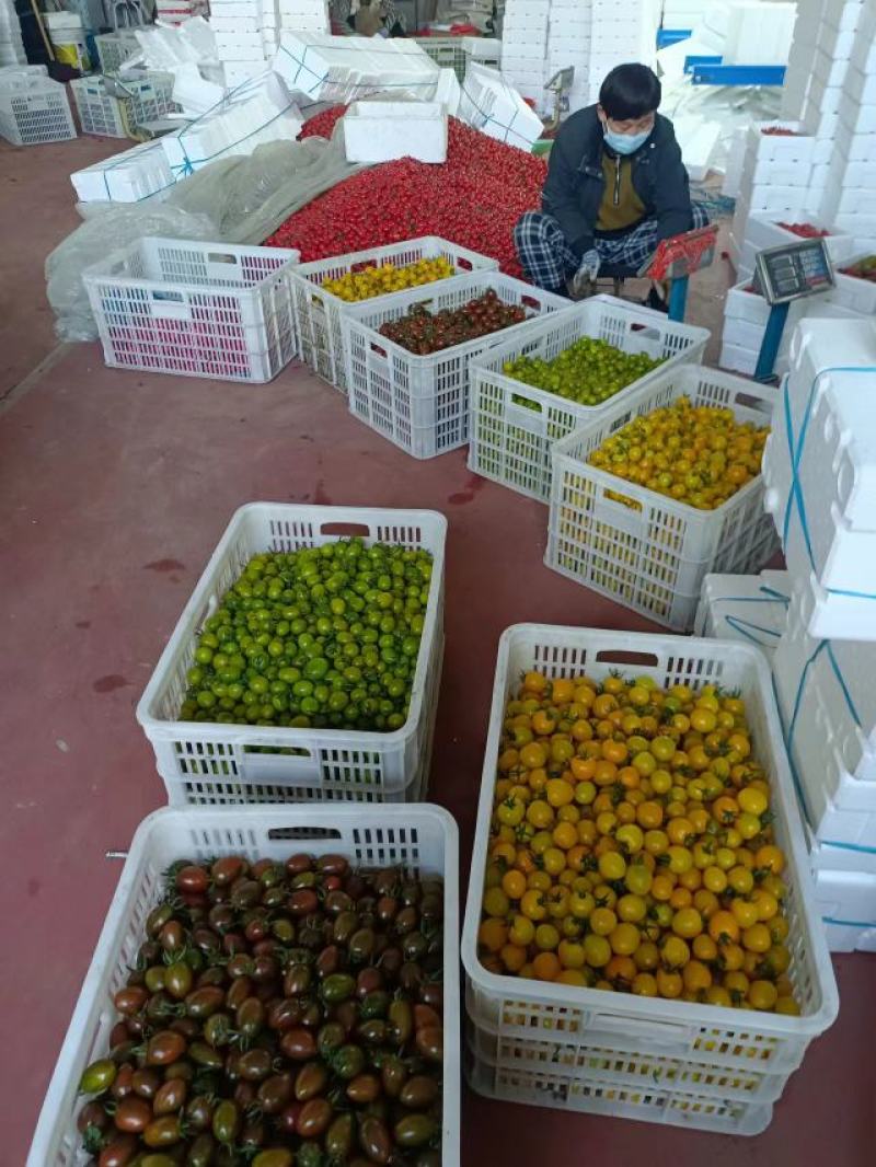 青甜小番茄青口蜜圣女果种植产地量大口感好诚信代收