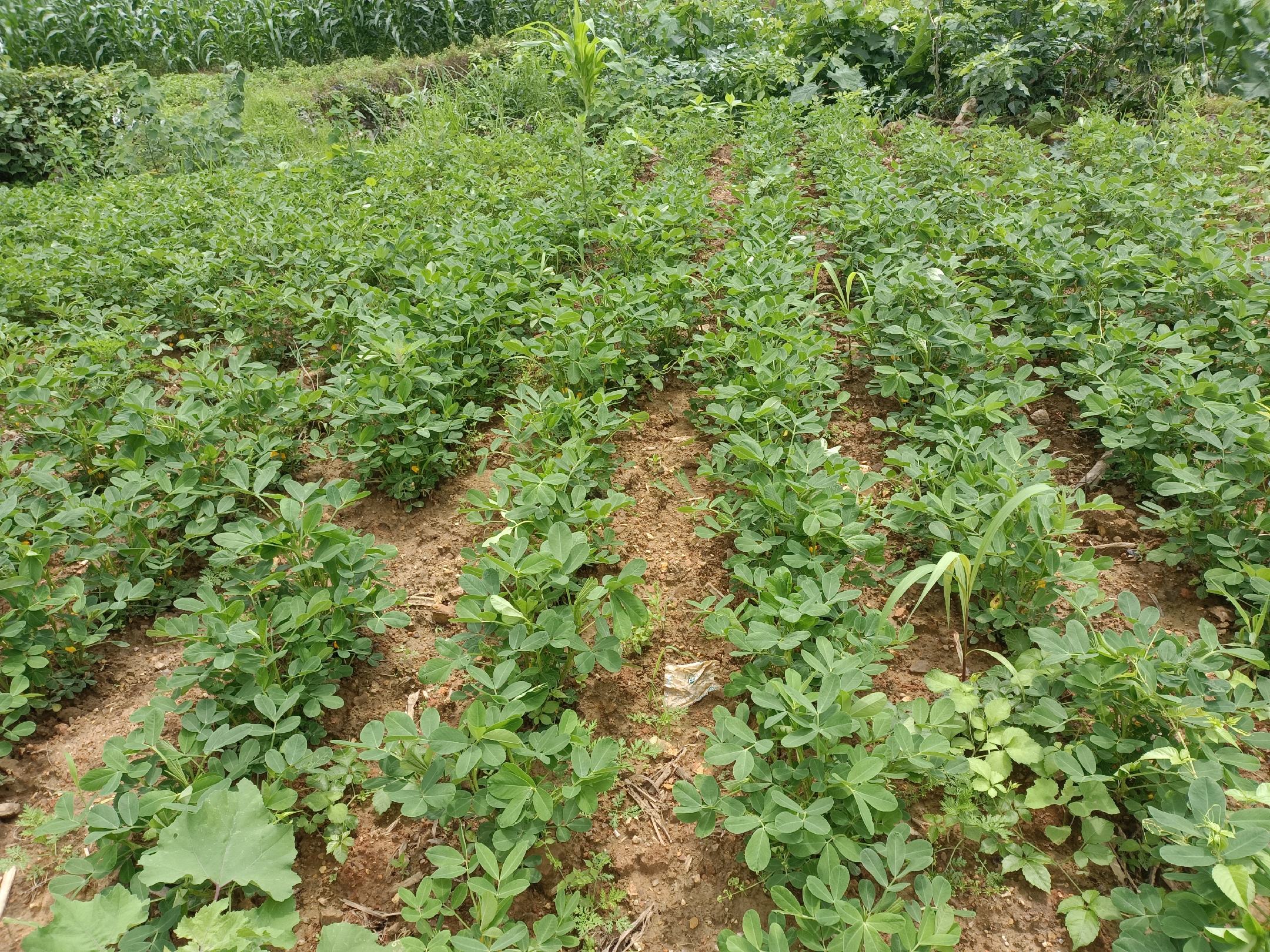 花生田间出苗情况