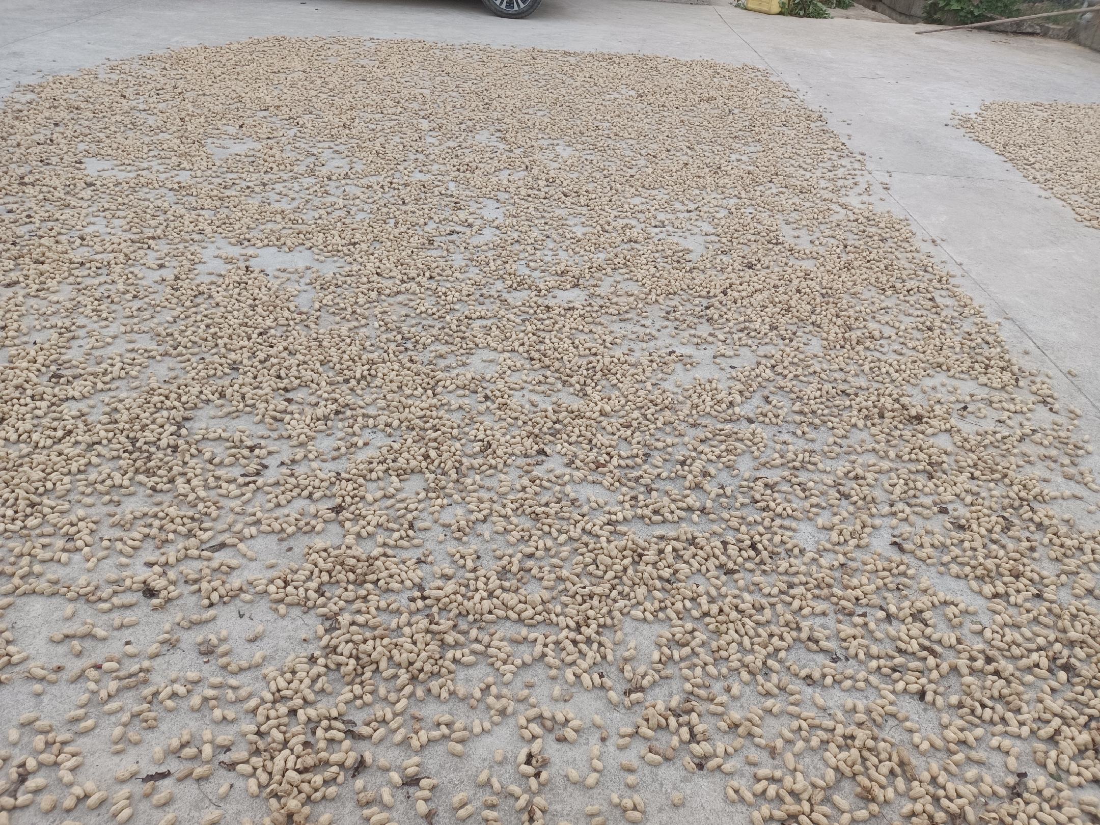 胃寒人群饮用丹桂姜枣茶场景：青瓷碗中琥珀色茶汤，浮着橙红丹桂花瓣与姜丝，背景为中式厨房台面，体现日常食养可行性