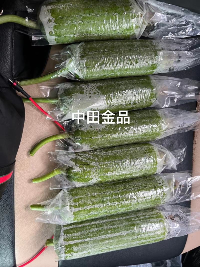紫茵65紫菜花种子半松型口感脆嫩富含花青素经济效益高