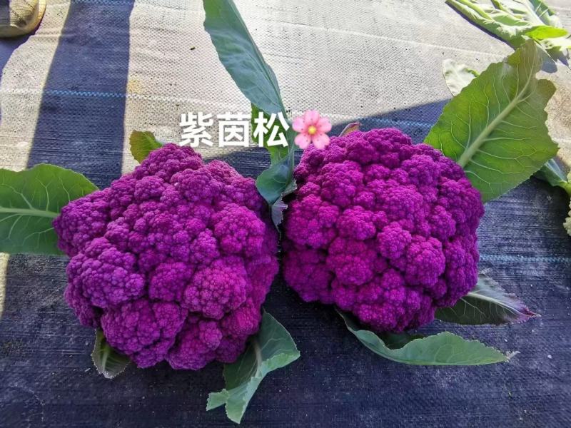 紫茵65紫菜花种子半松型口感脆嫩富含花青素经济效益高