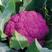 紫茵65紫菜花种子半松型口感脆嫩富含花青素经济效益高