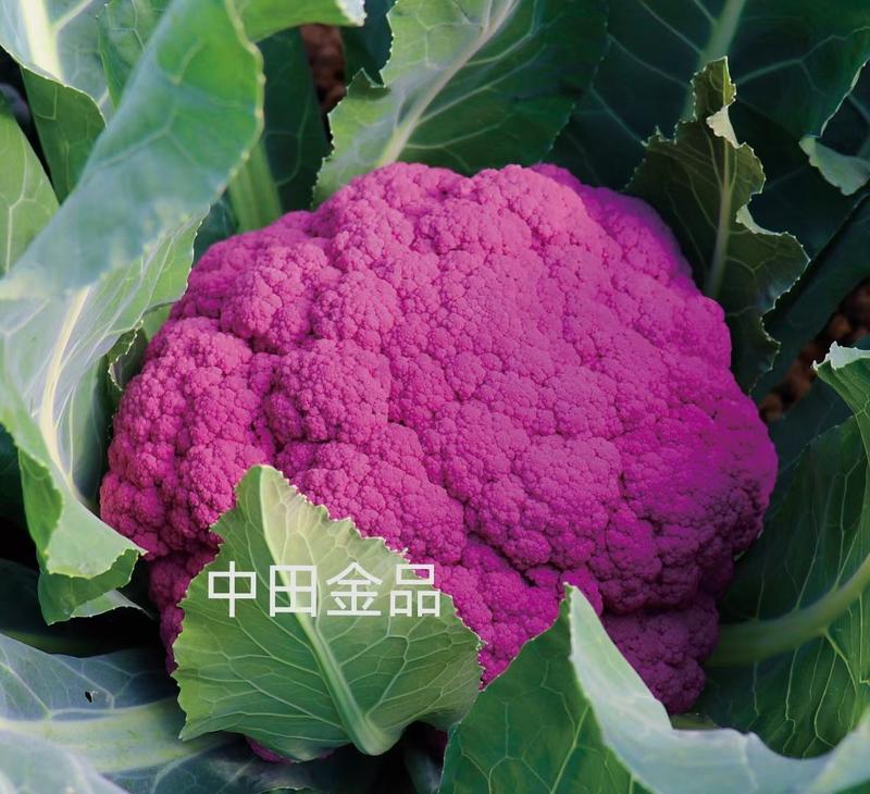 紫茵65紫菜花种子半松型口感脆嫩富含花青素经济效益高