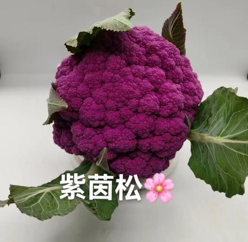 紫茵65紫菜花种子半松型口感脆嫩富含花青素经济效益高