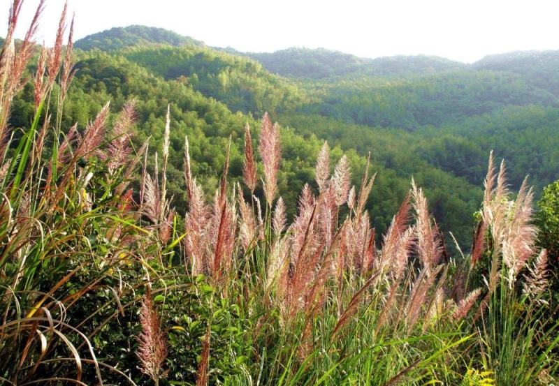 沙生蔗茅种子多年生耐寒观赏草草本植物耐热耐寒绿植庭院
