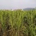 沙生蔗茅种子多年生耐寒观赏草草本植物耐热耐寒绿植庭院