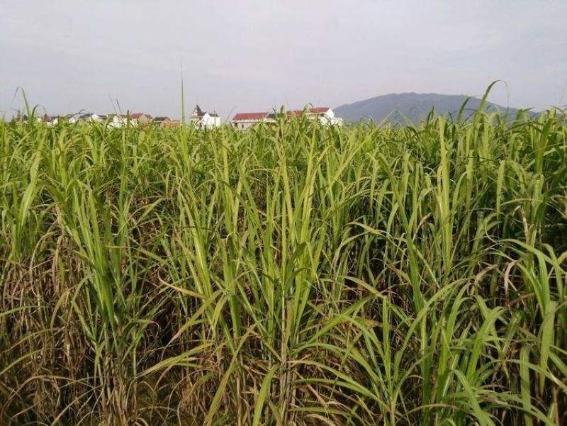 沙生蔗茅种子多年生耐寒观赏草草本植物耐热耐寒绿植庭院