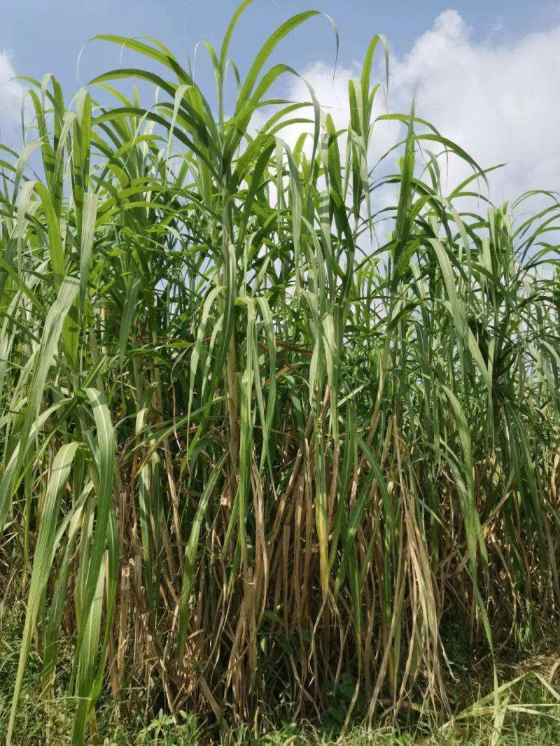 沙生蔗茅种子多年生耐寒观赏草草本植物耐热耐寒绿植庭院
