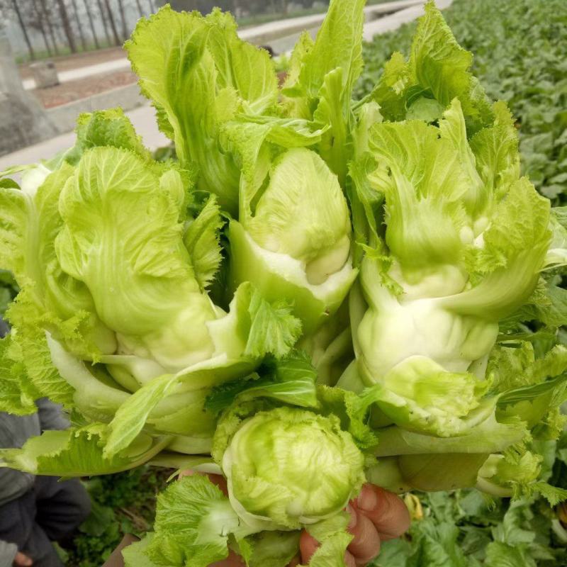 精品特早儿菜，基地货，无代收，你有量，我有价，全国走车