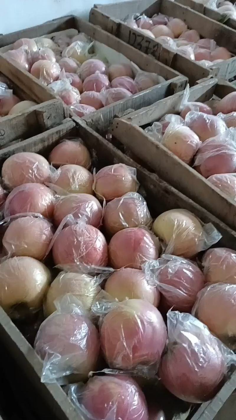 砀山红富士苹果大量上市中，口感甜质量好，数量大