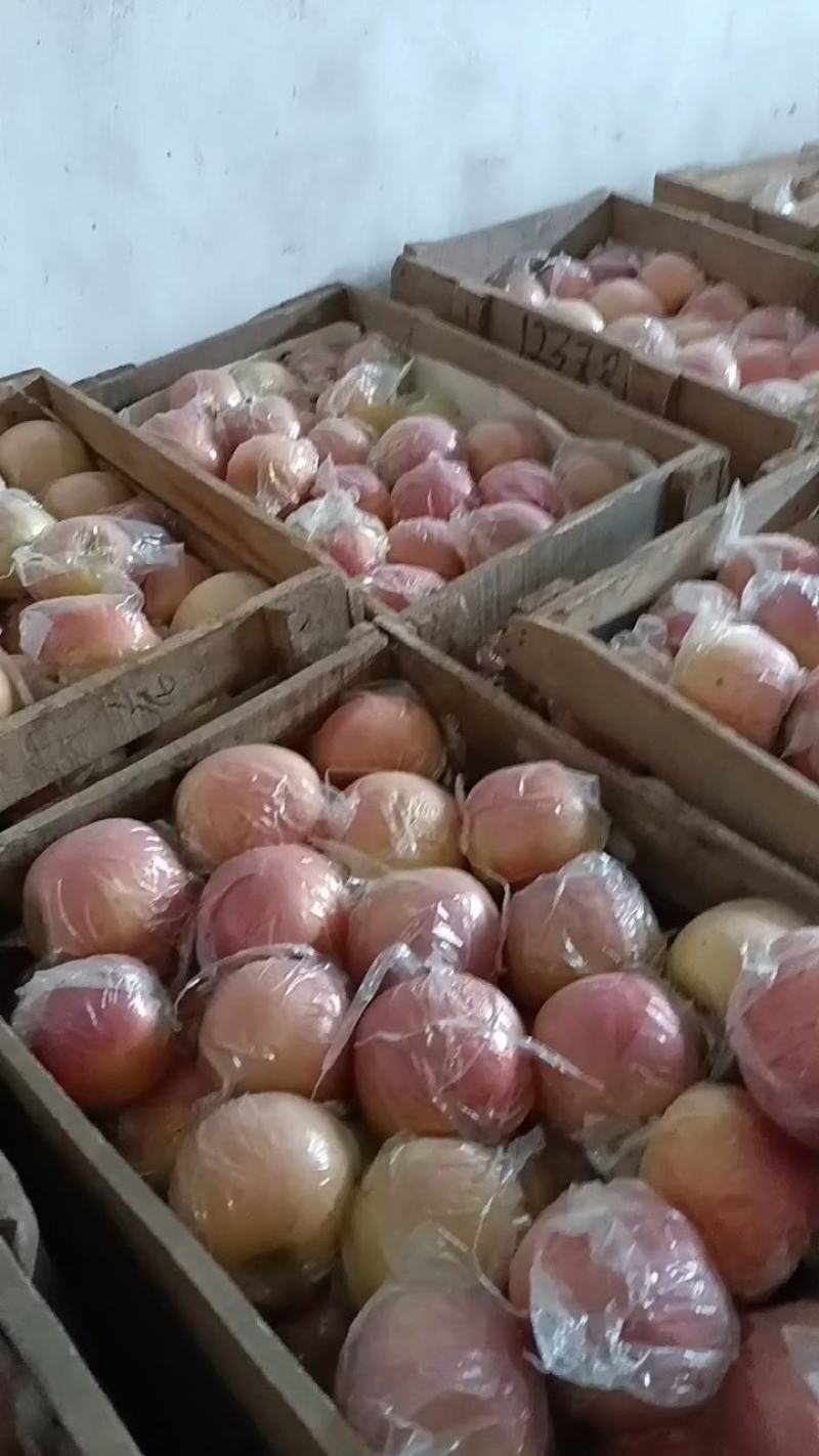 砀山红富士苹果大量上市中，口感甜质量好，数量大