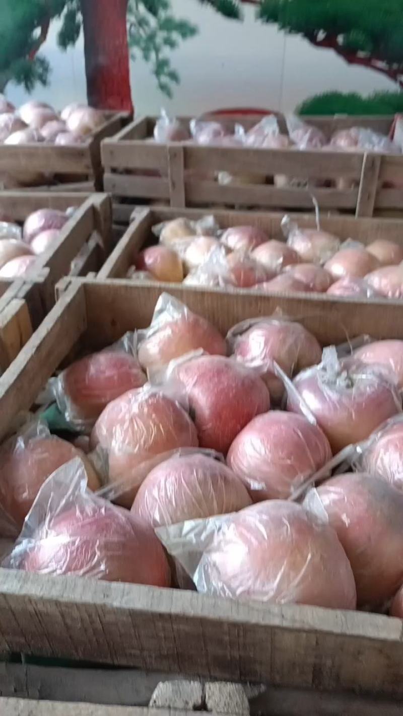 砀山红富士苹果大量上市中，口感甜质量好，数量大
