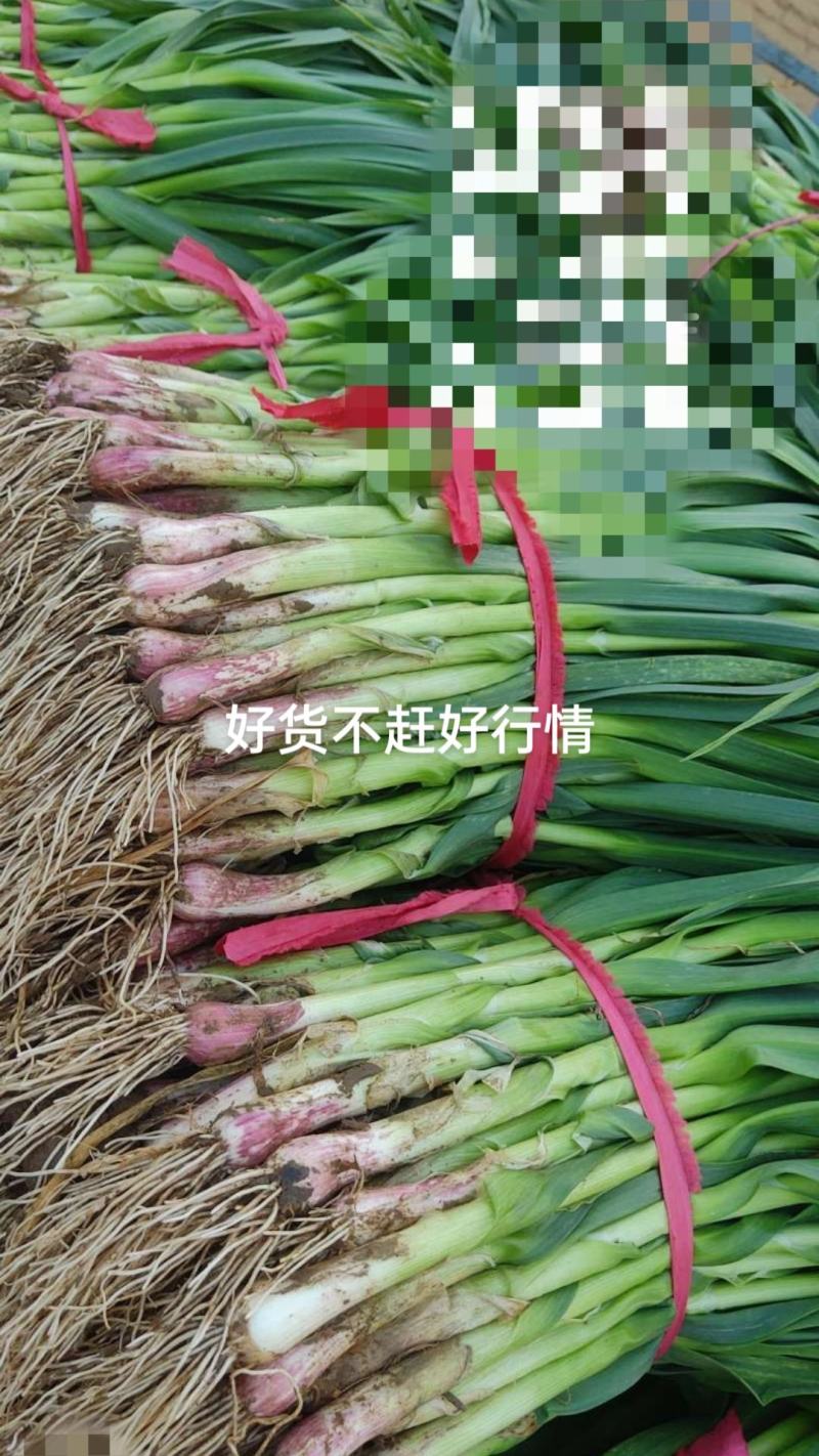 蒜苗大量上市