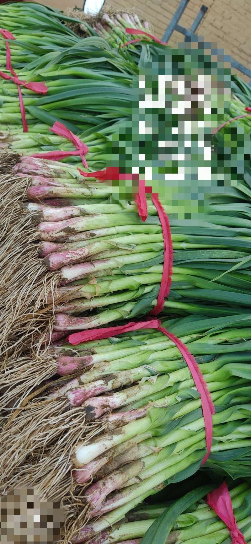 蒜苗大量上市