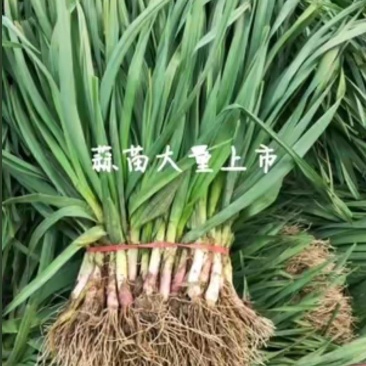 蒜苗大量上市