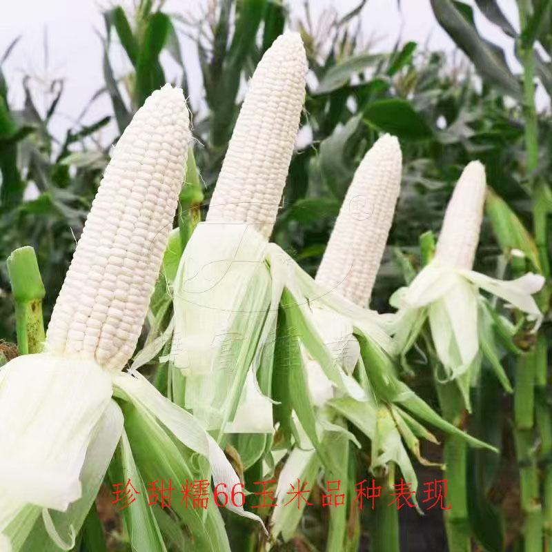 珍甜糯66珍早2019白甜糯玉米种子高产大棒甜加糯玉米种