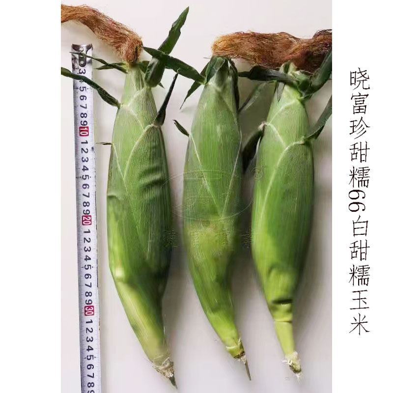 珍甜糯66珍早2019白甜糯玉米种子高产大棒甜加糯玉米种