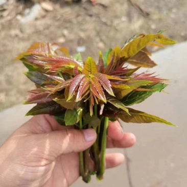 新鲜香椿芽，产地直发，一手货源。。。。。。。。