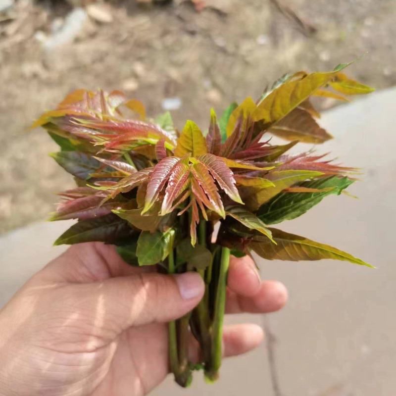 新鲜香椿芽，产地直发，一手货源。。。。。。。。