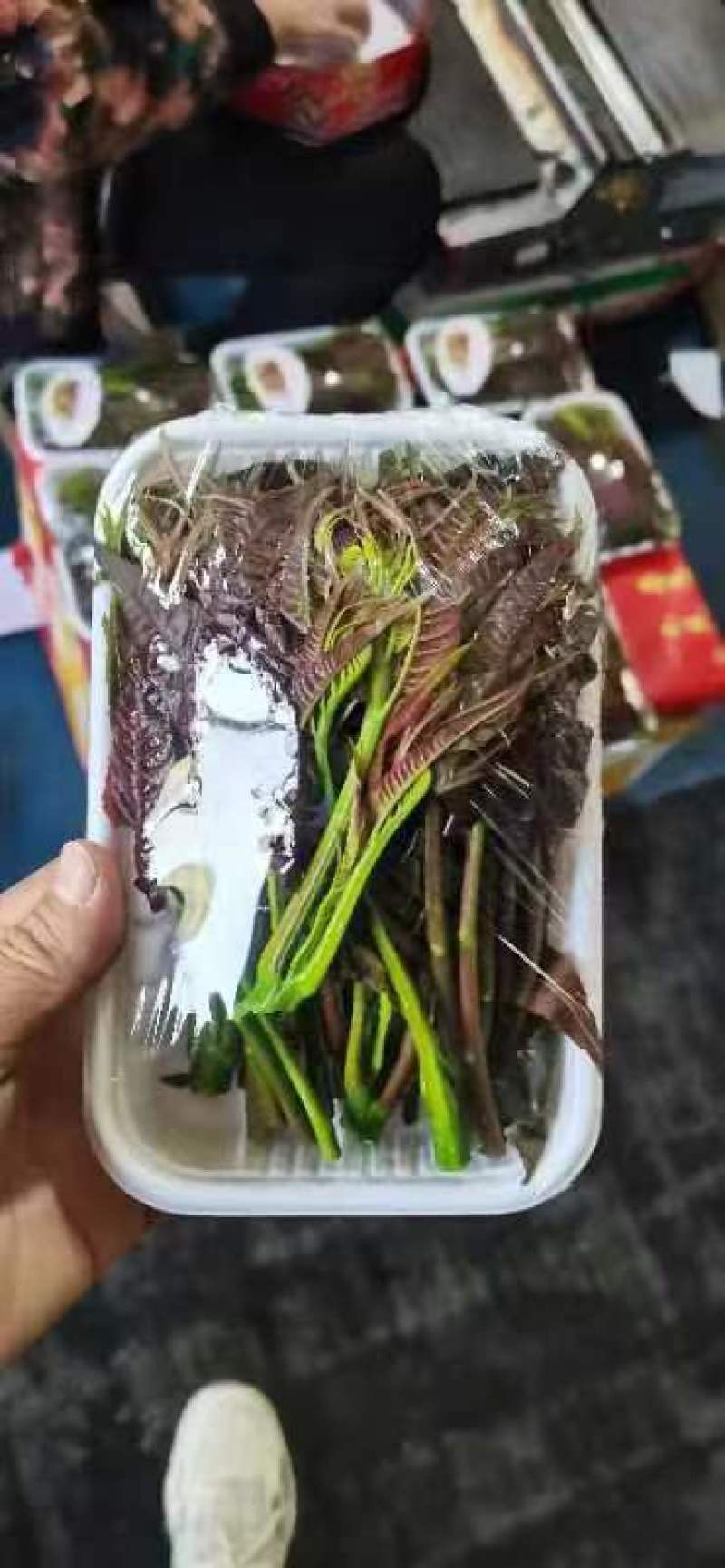 新鲜香椿芽，产地直发，一手货源。。。。。。。。