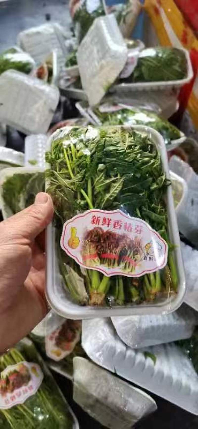 新鲜香椿芽，产地直发，一手货源。。。。。。。。