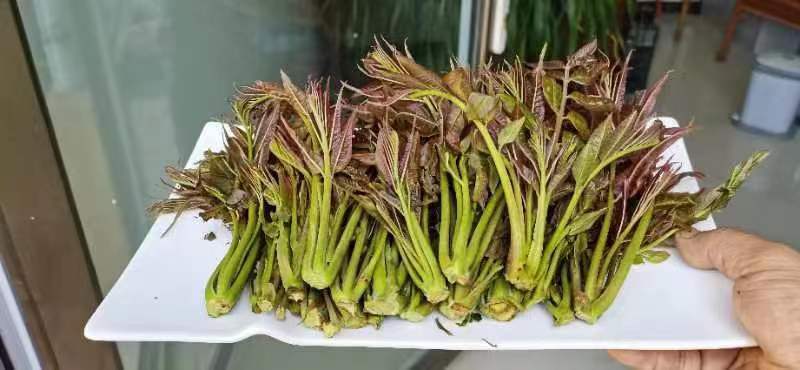 新鲜香椿芽，产地直发，一手货源。。。。。。。。