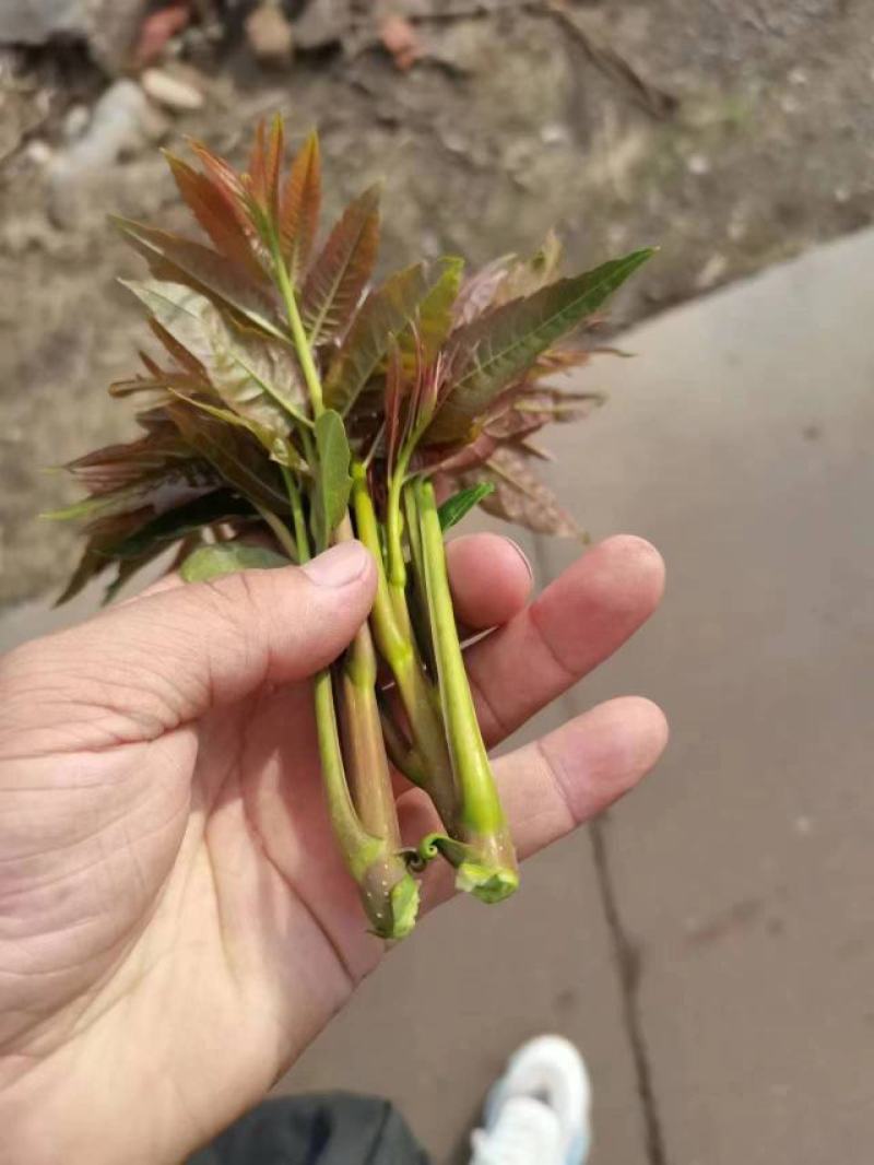 新鲜香椿芽，产地直发，一手货源。。。。。。。。