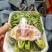 新鲜香椿芽，产地直发，一手货源。。。。。。。。