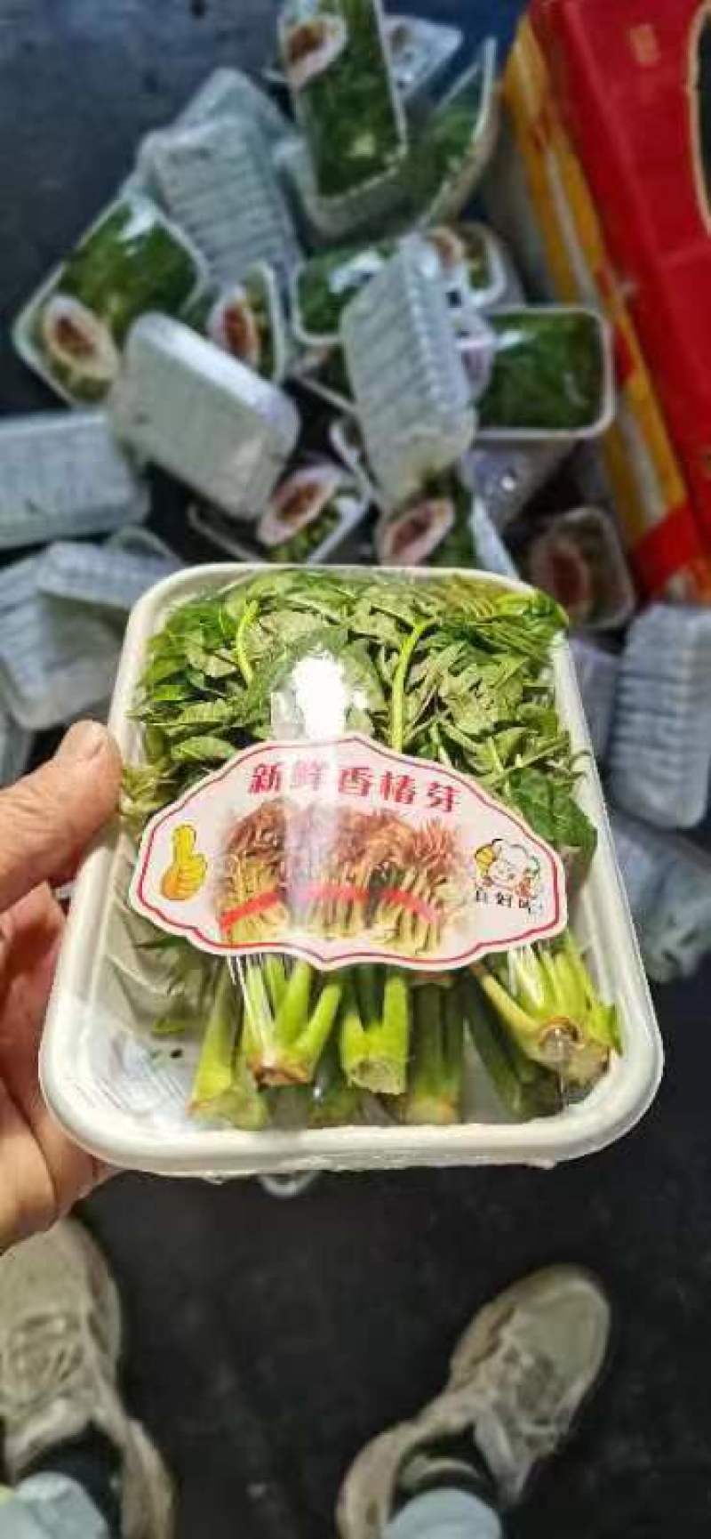 新鲜香椿芽，产地直发，一手货源。。。。。。。。
