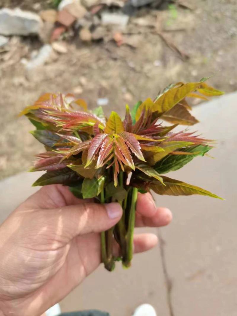 新鲜香椿芽，产地直发，一手货源。。。。。。。。
