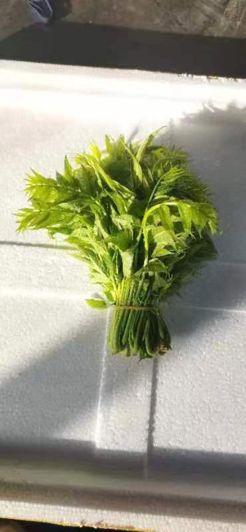 新鲜香椿芽，产地直发，一手货源。。。。。。。。