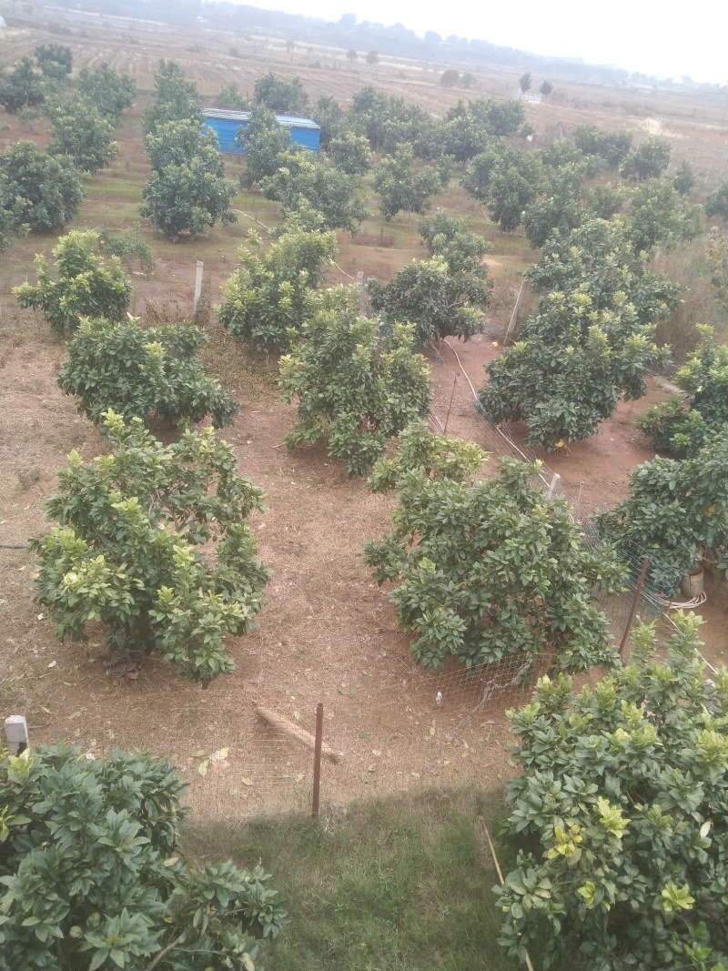 红心柚产地直销