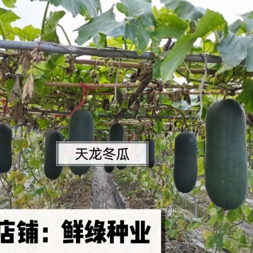 天龙杂交大冬瓜中晚熟耐贮运肉质细密单瓜重15-20公斤