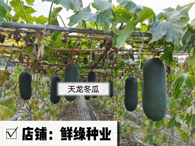 天龙杂交大冬瓜中晚熟耐贮运肉质细密单瓜重15-20公斤