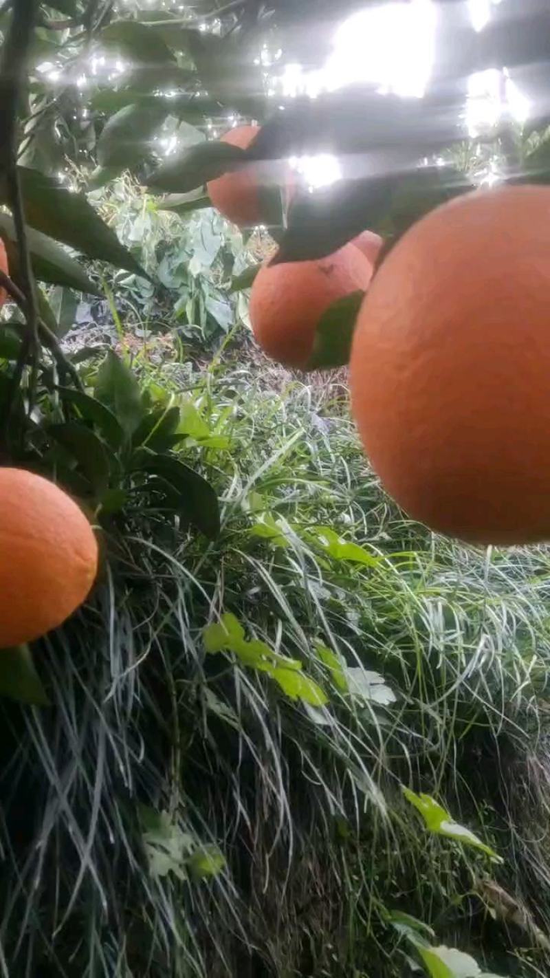 秭归脐橙纽荷尔长红纽荷尔果冻橙产地直发皮薄多汁现货充足。