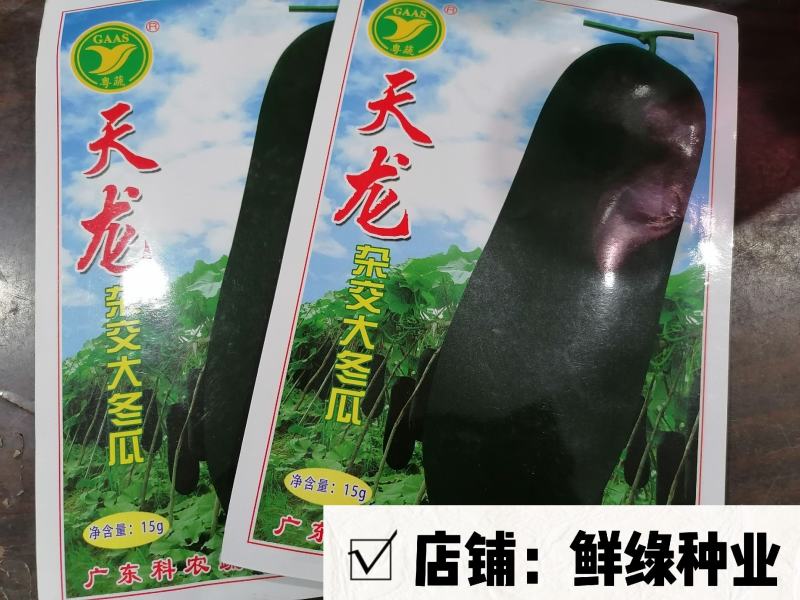 天龙杂交大冬瓜中晚熟耐贮运肉质细密单瓜重15-20公斤