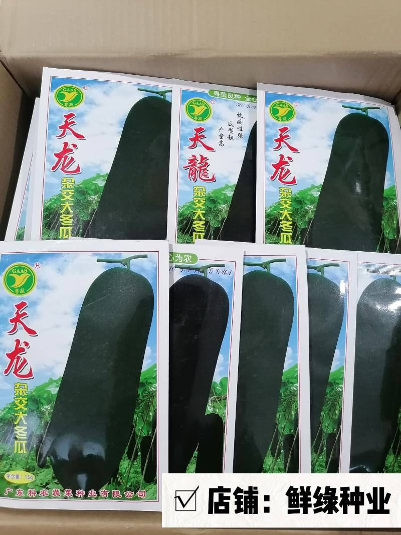 天龙杂交大冬瓜中晚熟耐贮运肉质细密单瓜重15-20公斤
