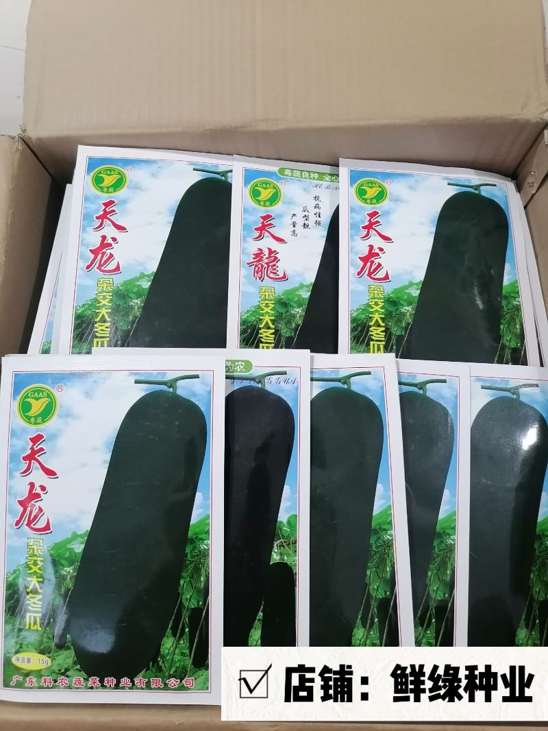 天龙杂交大冬瓜中晚熟耐贮运肉质细密单瓜重15-20公斤
