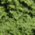 纯正锡盟韭菜花无污染***纯手工磨制大草原的问候