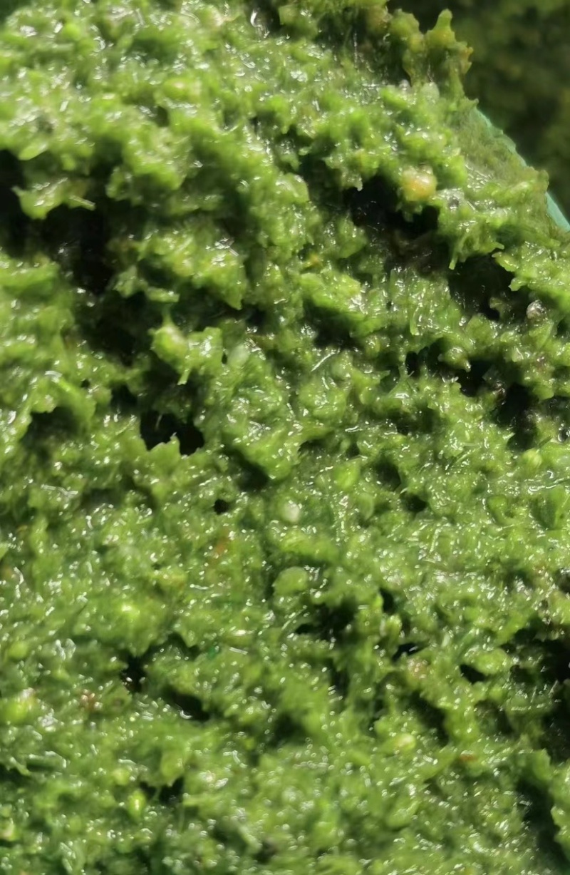 纯正锡盟韭菜花无污染***纯手工磨制大草原的问候