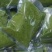 纯正锡盟韭菜花无污染***纯手工磨制大草原的问候