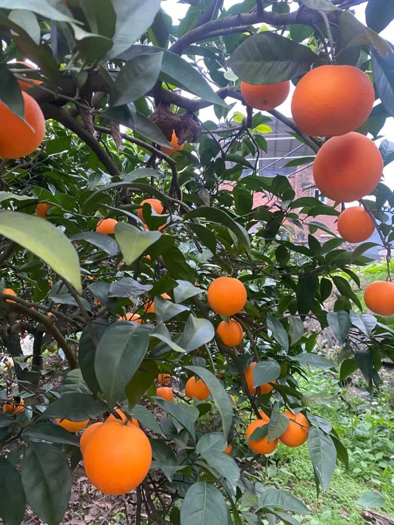 奉节脐橙产地直发二级果大量有货，质量好，价格便宜