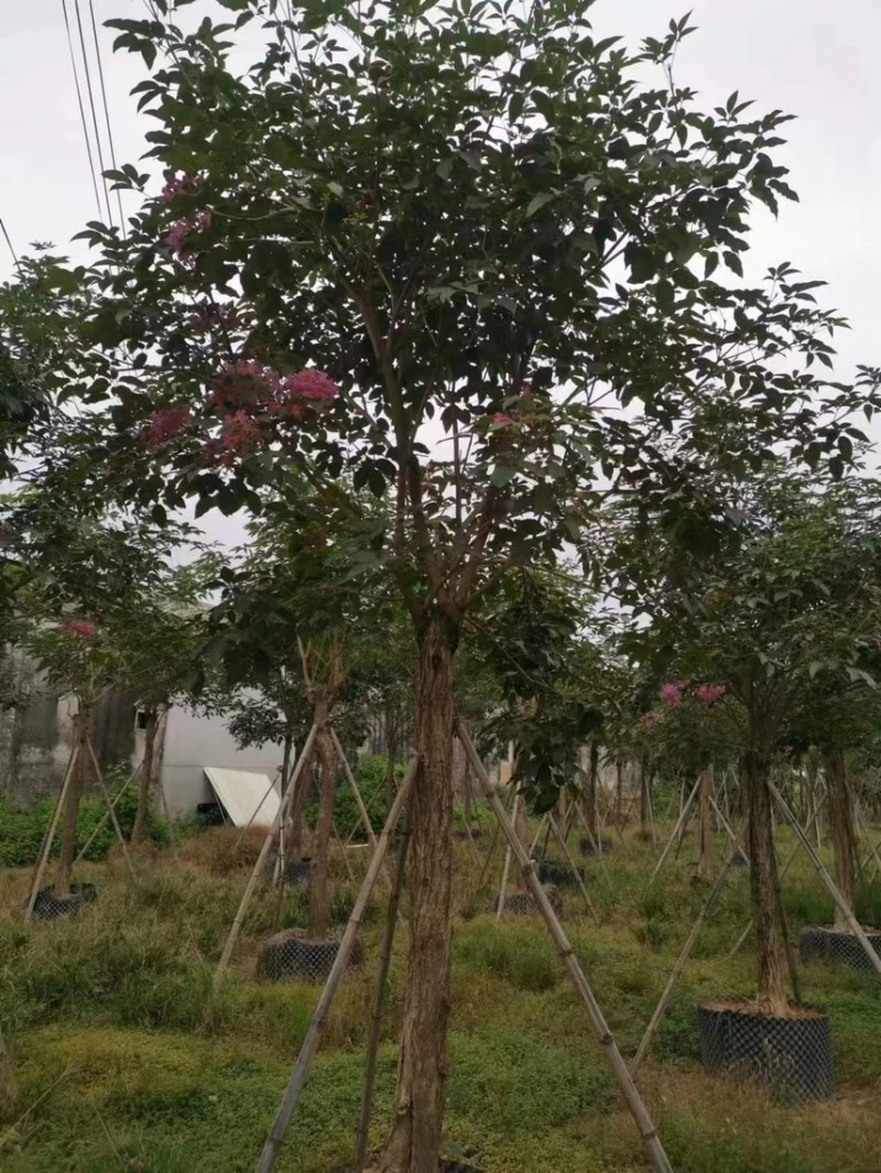 紫花风铃木3-15分，丛生，嫁接锈球，全冠等，大量出售