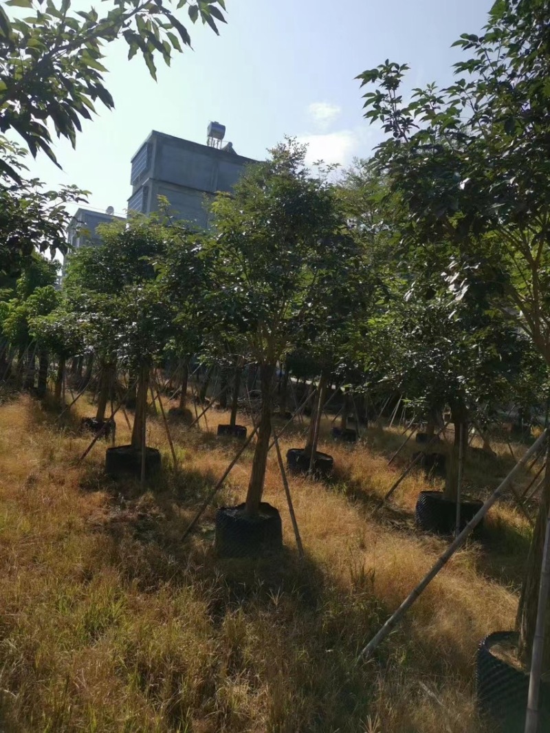 紫花风铃木3-15分，丛生，嫁接锈球，全冠等，大量出售