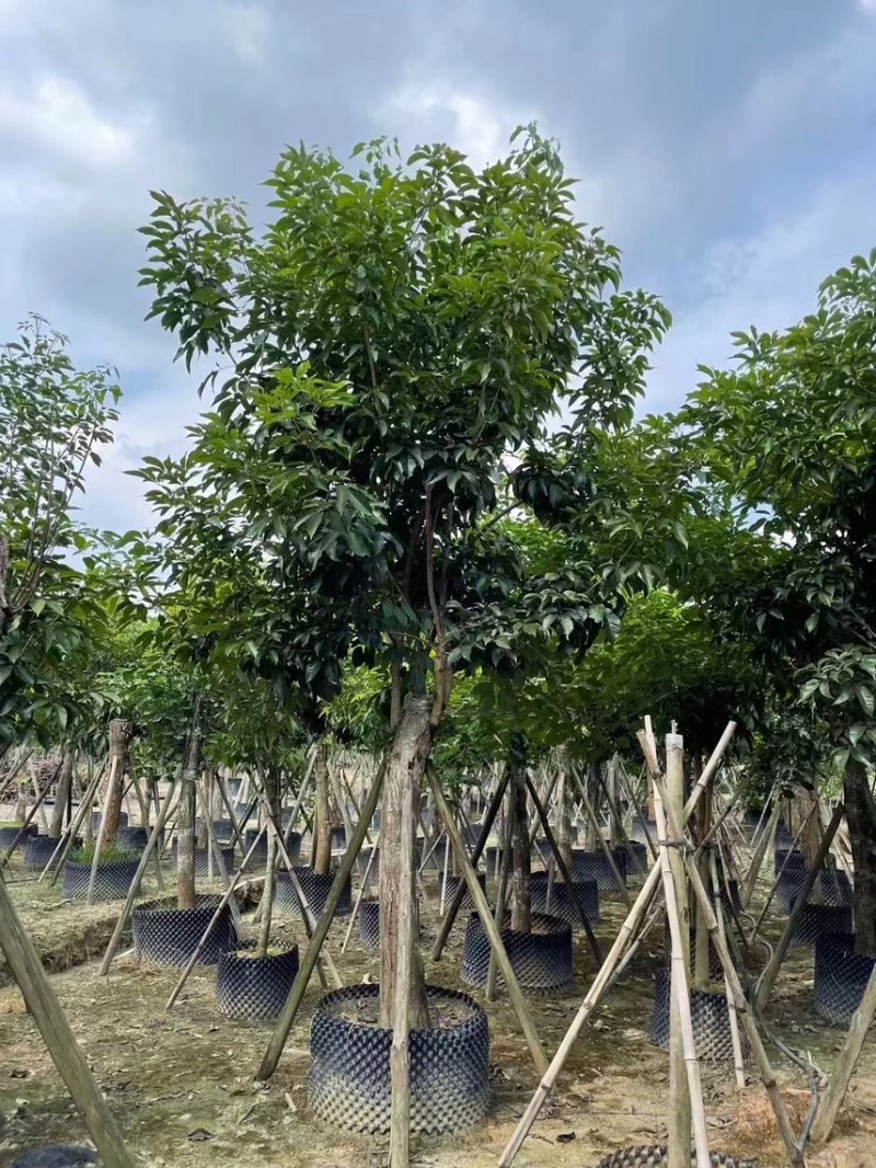 紫花风铃木3-15分，丛生，嫁接锈球，全冠等，大量出售