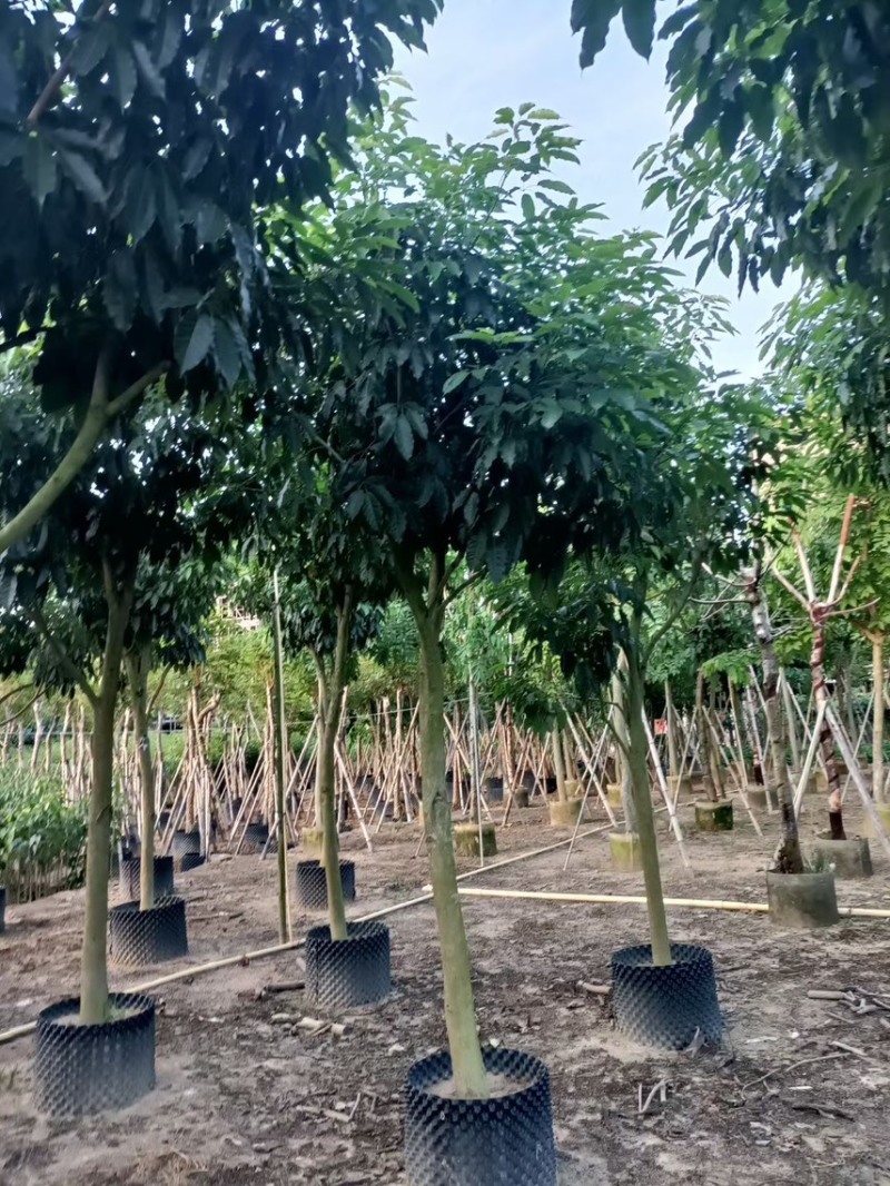 紫花风铃木3-15分，丛生，嫁接锈球，全冠等，大量出售
