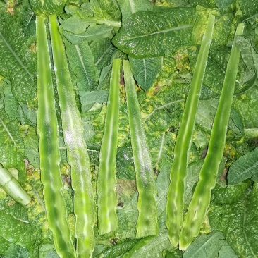 精品棒子，皮薄肉多颜色绿，货源充足，产地直发