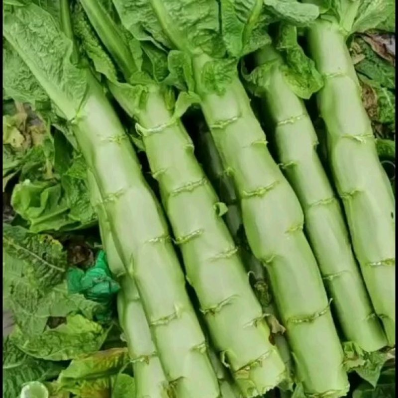 青皮莴笋个头大，颜色好！莴苣大量供货，无空心脱节问题！