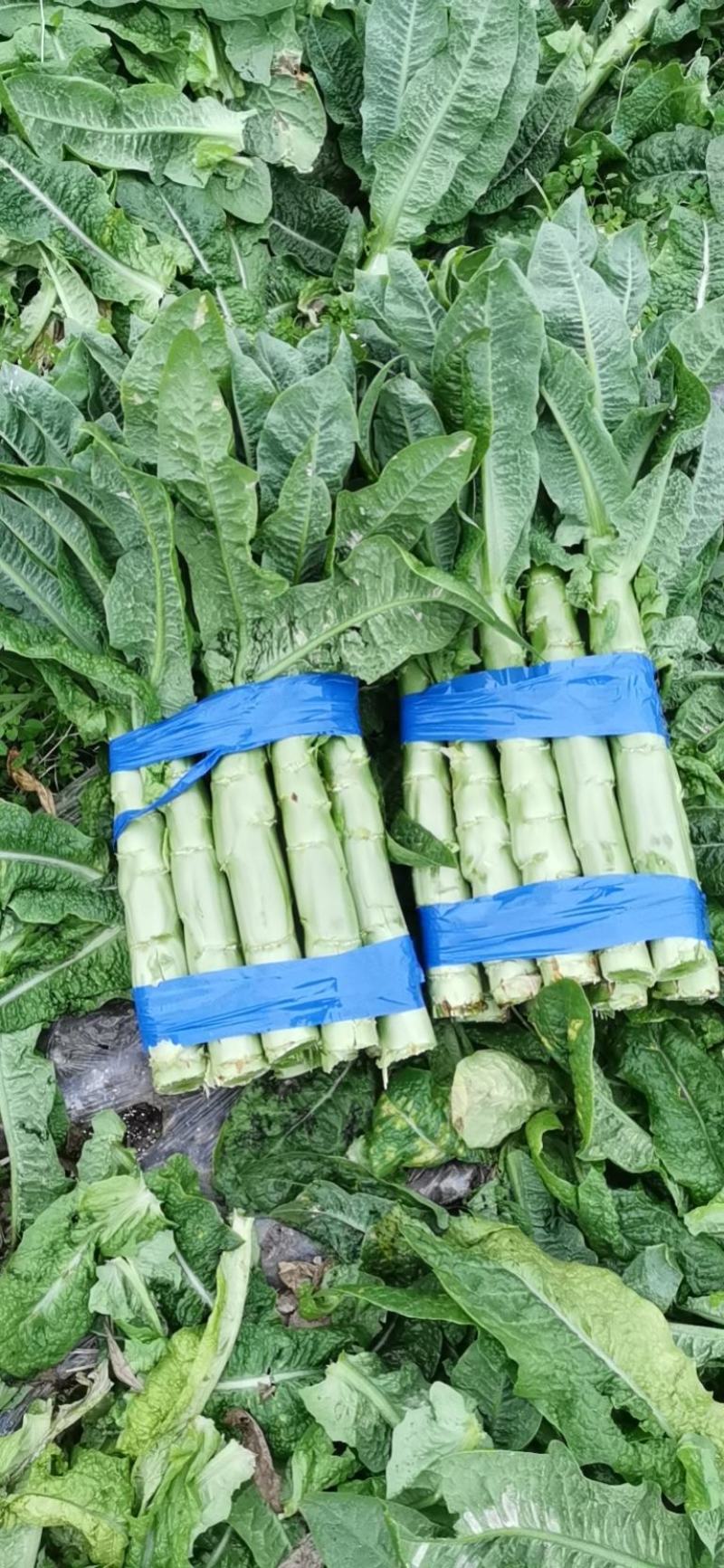 青皮莴笋个头大，颜色好！莴苣大量供货，无空心脱节问题！