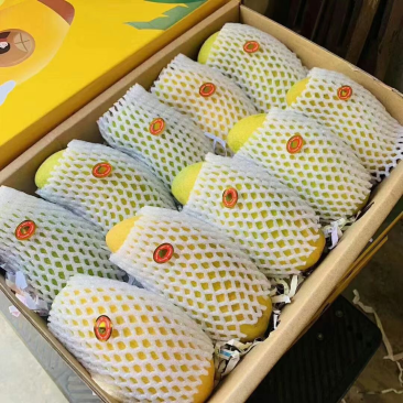 海南金煋
